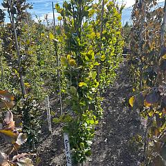 Fagus syl. 'Dawyck Gold'