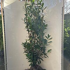 Prunus l. 'Caucasica'