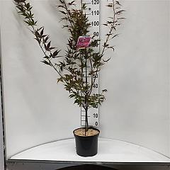 Acer pal. 'Atropurpureum'