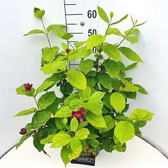 Calycanthus raulstonii 'Hartlage Wine'