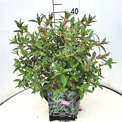 Cistus 'Silver Pink'