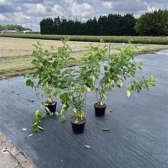 Cornus alba 'Sibirica'