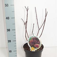 Cotinus cog. 'Royal Purple'