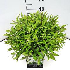 Deutzia gracilis 'Nikko'