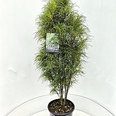 Frangula alnus Fine Line