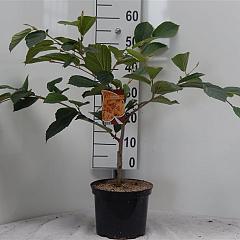 Hamamelis int. 'Aphrodite'