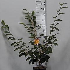 Hamamelis int. 'Arnold Promise'