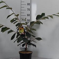 Hamamelis int. 'Pallida'