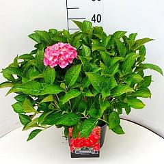 Hydrangea m. 'Sibilla'