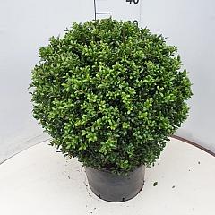 Ilex crenata 'Convexa'