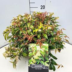 Leucothoe keiskei 'Royal Ruby'