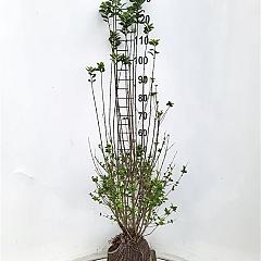 Ligustrum vulg. 'Atrovirens'