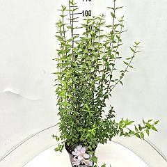 Philadelphus 'Lemoinei'