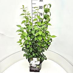 Philadelphus 'Virginal'