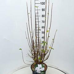 Philadelphus 'Virginal'