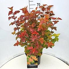 Physocarpus opulif. 'Amber Queen' (R)