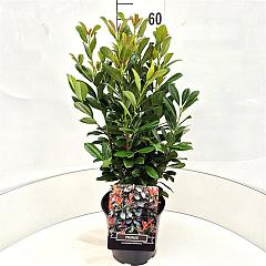 Prunus l. 'Bonaparte'