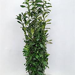 Prunus l. 'Genolia'(R)