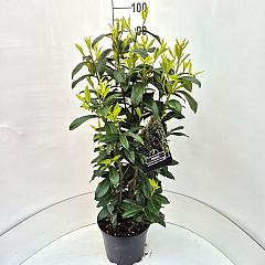 Prunus l. 'Genolia'(R)