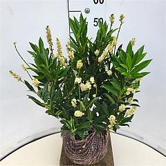 Prunus l. 'Otto Luyken'