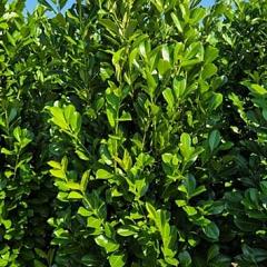 Prunus l. 'Rotundifolia'