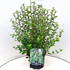 Ribes alpinum 'Schmidt'