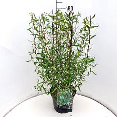 Salix babylonica 'Tortuosa'