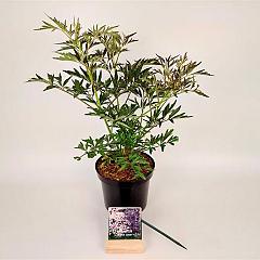 Sambucus nigra 'Black Lace'