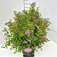 Spiraea japonica 'Little Princess'
