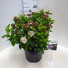 Viburnum tinus 'Lisarose'