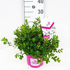 Rhododendron Bloom Champion (R) 