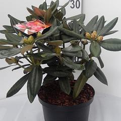 Rhododendron (Y) 'Fantastica'