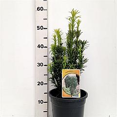 Cephalotaxus h. 'Fastigiata'