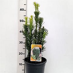 Cephalotaxus h. 'Fastigiata'