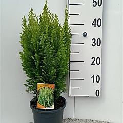 Chamaecyparis l. 'Ellw. Empire'