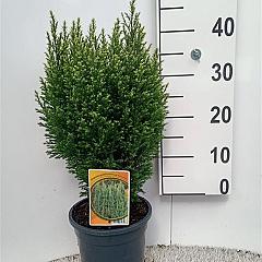 Chamaecyparis l. 'Snow White'