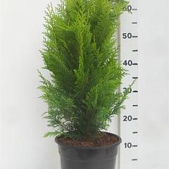 Chamaecyparis l. 'Stardust'