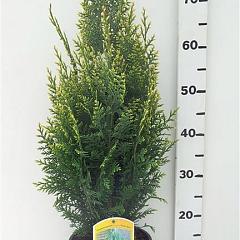 Chamaecyparis l. 'White Spot'