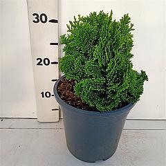 Chamaecyparis o. 'Kosteri'
