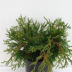 Chamaecyparis o. 'Pygmaea'