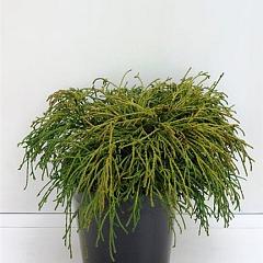 Chamaecyparis p. 'Filifera Nana'