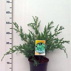 Juniperus chin. 'Blue Alps'