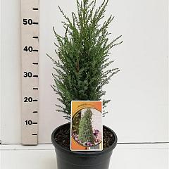 Juniperus comm. 'Compressa'