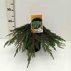 Juniperus comm. 'Green Carpet'
