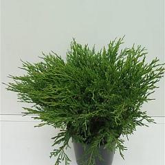 Juniperus hor. 'Andorra Compact'