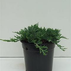 Juniperus hor. 'Wiltonii'