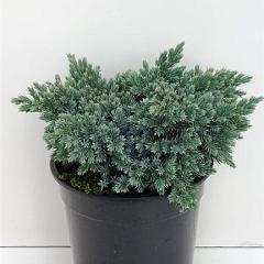 Juniperus squamata 'Blue Star'