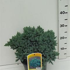 Juniperus squamata 'Blue Star'