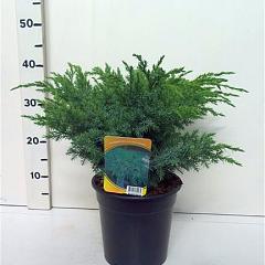 Juniperus squamata 'Blue Swede'