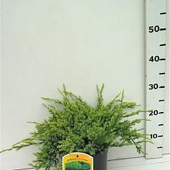 Juniperus squamata 'Holger'